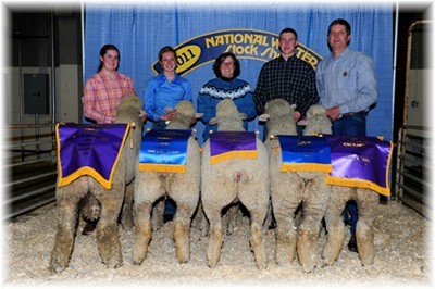 american rambouillet sheep