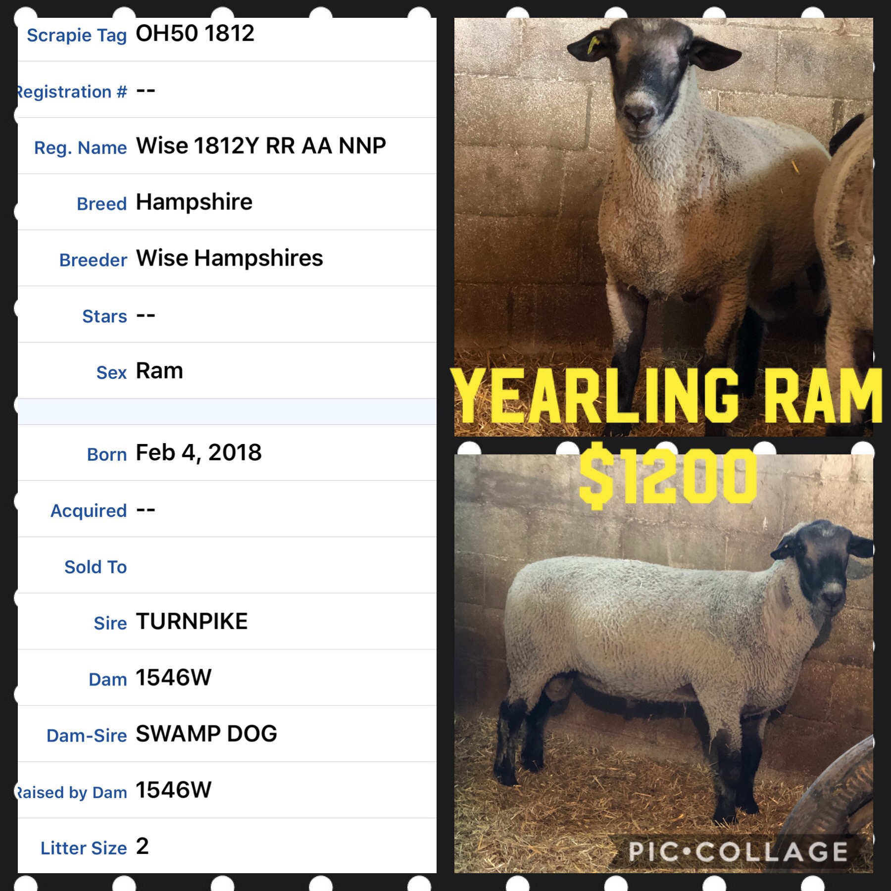 Wise Hampshire Sheep Hampshire sheep that simply work!