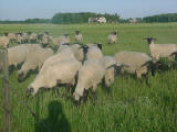 Wise Hampshire Sheep