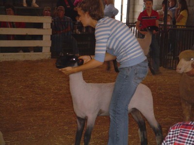 3rd place overall market lamb