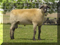 Wise Hampshire Sheep