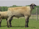 Wise Hampshire Sheep