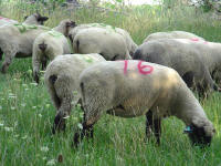 Wise Hampshire Sheep